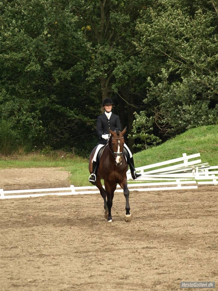 Dansk Varmblod Flying dream - Aflivet  - Niels Henrik Christensen (min underviser) I LA4 ved Viborgs C-stævne. billede 3