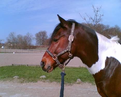 Anden særlig race Frisbee - Efter en lille gå tur billede 1