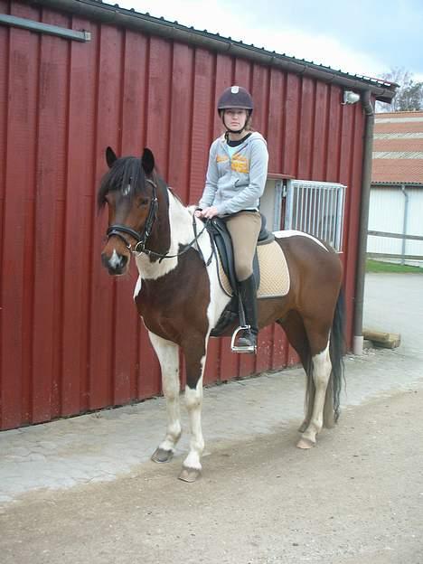 Anden særlig race Frisbee - Hjemme på SPIP billede 2