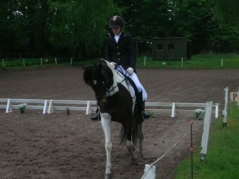 Anden særlig race Frisbee - på FOR billede 3