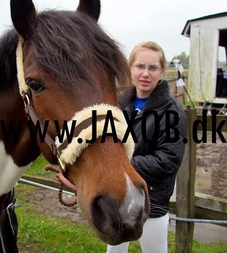 Anden særlig race Frisbee - stævne på vek billede 5