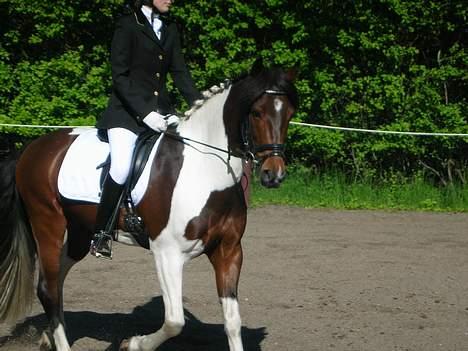 Anden særlig race Frisbee - inde på banen billede 6