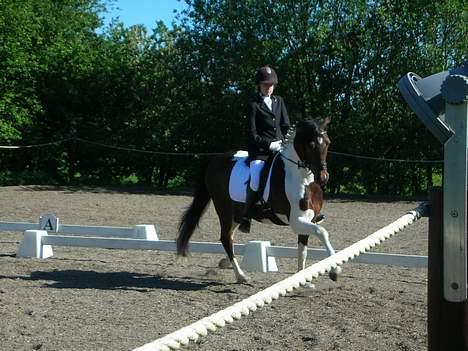 Anden særlig race Frisbee - til stævne billede 8