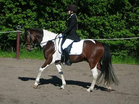 Anden særlig race Frisbee - til stævne billede 9
