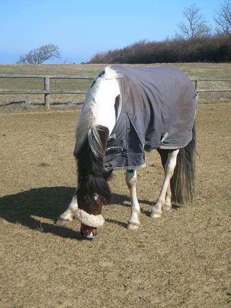 Anden særlig race Frisbee - Frisbee på epc billede 11