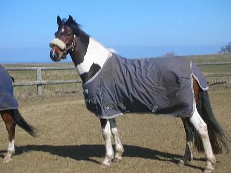 Anden særlig race Frisbee - Frisbee på epc billede 12