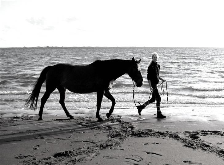 Anden særlig race Cassie - Mig og min ven på stranden. billede 7