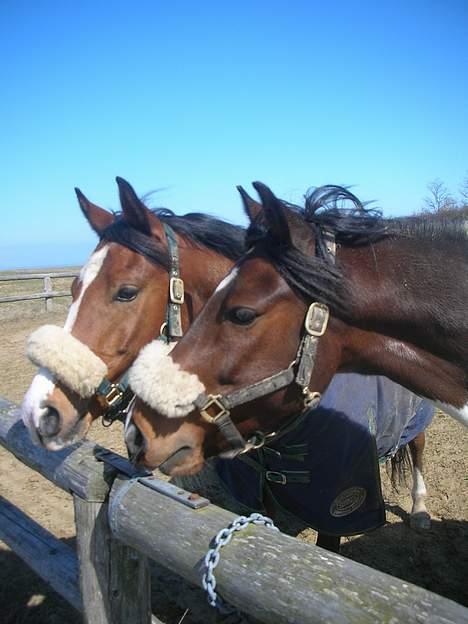 Anden særlig race Frisbee - Frisbee og hans bedste ven, carl damgård billede 13