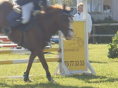 New Forest Cosmo billede 7