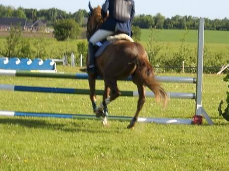 New Forest Cosmo billede 8