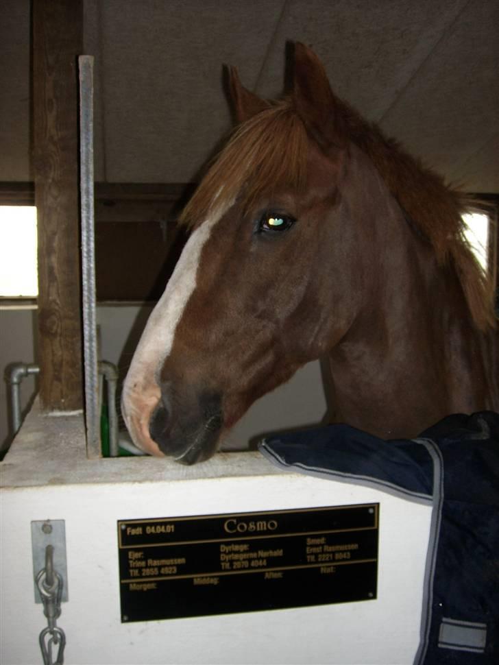 New Forest Cosmo billede 9