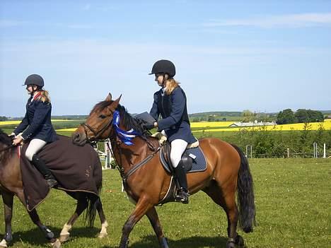 Anden særlig race Comet billede 8
