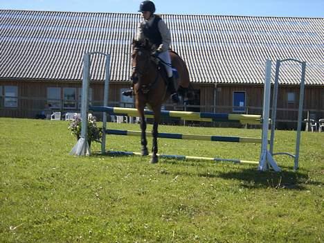 Anden særlig race Comet - LB i Thorsø billede 9