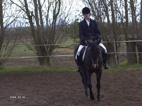 Hollandsk Sportspony Mark solgt (efterlyses) - Opvarmning til stævne. billede 20