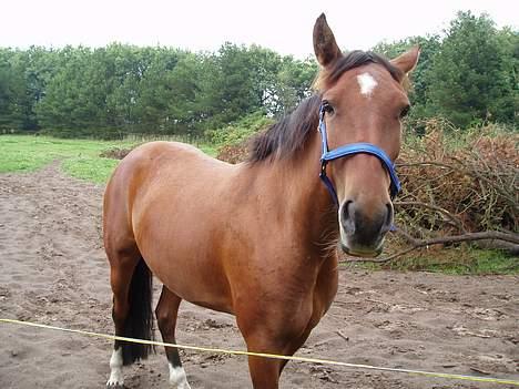 Oldenborg Sille billede 10