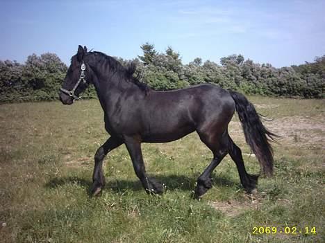 Frieser Faust - Min anden frieser Hunter billede 8