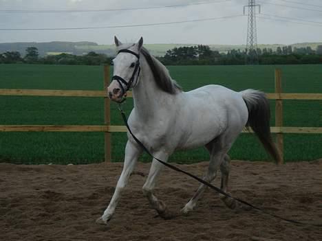 Arabisk fuldblod (OX) Aliman OX R.I.P. - Forår 2006 billede 20