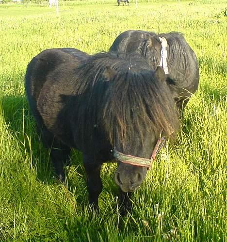 Shetlænder Vejgaards Viggo (Mumi) - Mumi (og Speedy) billede 5