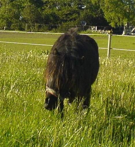 Shetlænder Vejgaards Viggo (Mumi) billede 6