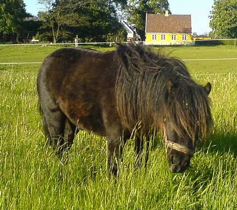 Shetlænder Vejgaards Viggo (Mumi) billede 7