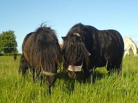 Shetlænder Vejgaards Viggo (Mumi) - Viggo (Rød grime) og lille Speedy-mand (er også herinde) billede 8