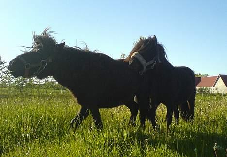 Shetlænder Vejgaards Viggo (Mumi) - Av min rumpe! billede 9