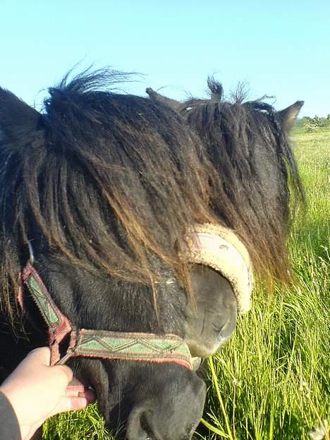 Shetlænder Vejgaards Viggo (Mumi) - De 2 små drenge :) Allerede bedste venner billede 11