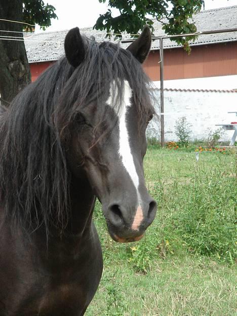 Welsh Mountain (sec A) Dorthealyst Rachel *solgt* - Lille smukke Rachel billede 1