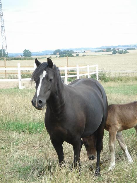 Welsh Mountain (sec A) Dorthealyst Rachel *solgt* - Lille smukke Rachel billede 2