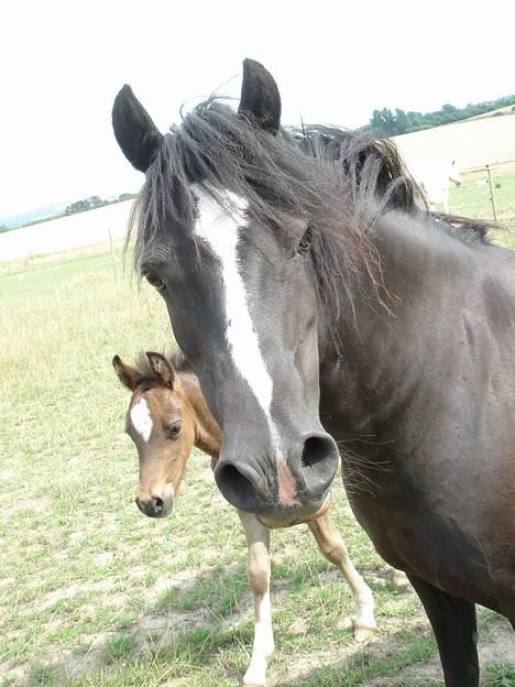 Welsh Mountain (sec A) Dorthealyst Rachel *solgt* - Rachel pruster. billede 6