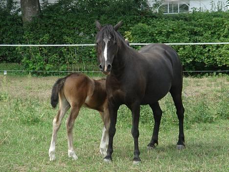 Welsh Mountain (sec A) Dorthealyst Rachel *solgt* - Lille Rachel og hendes føl billede 7