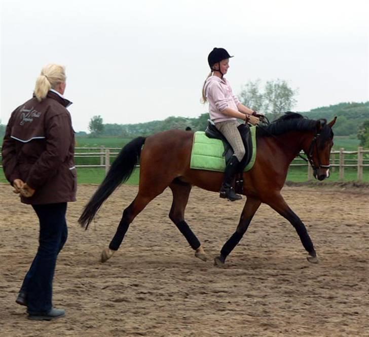 Tysk Sportspony Charlie Brown - SOLGT - til dressur kursus i sommer (2007). her i trav ... (; billede 5