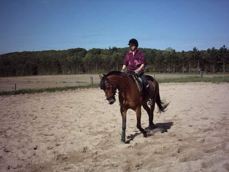 Tysk Sportspony Charlie Brown - SOLGT - træning 31/05-2006 billede 7