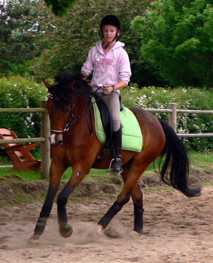 Tysk Sportspony Charlie Brown - SOLGT - til dressur kursus i sommer (2007). her i galop  billede 9