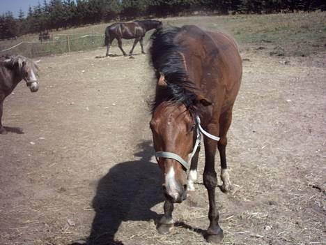 Tysk Sportspony Charlie Brown - SOLGT - charlie ryster sig...hehe billede 12
