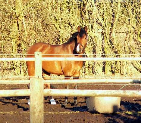 Tysk Sportspony Charlie Brown - SOLGT - hvor smukt... billede 19