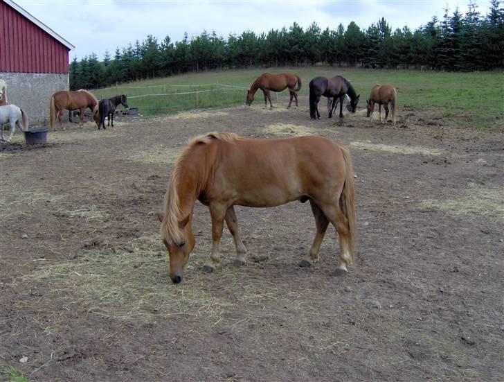 Anden særlig race otto - træning 31/05-2006 billede 2