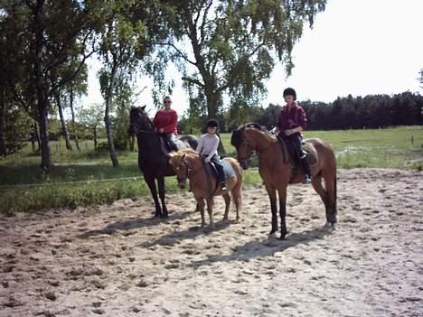 Anden særlig race otto - uhh!!! hvor flot ( otto i midten) billede 5