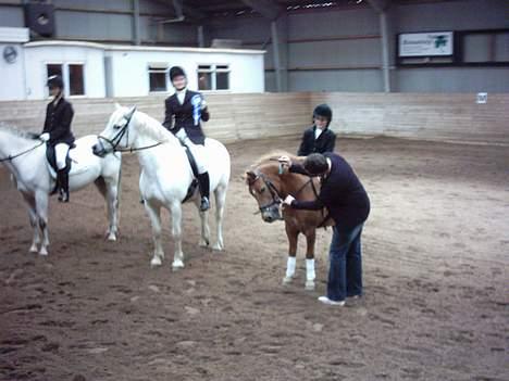 Anden særlig race otto - 3 plads i lc 1 billede 7