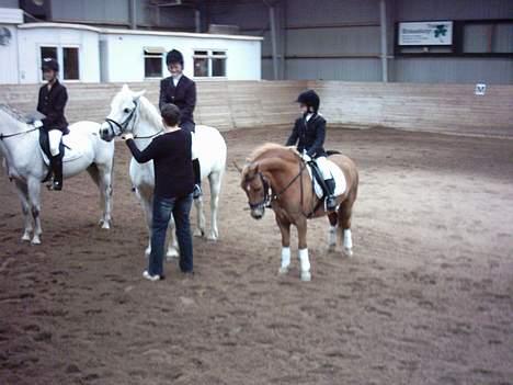 Anden særlig race otto - og igen igen billede 8