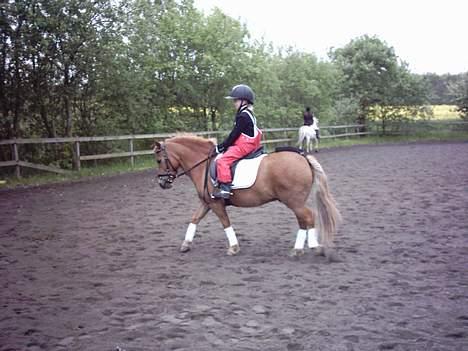 Anden særlig race otto - opvarmning til stævne ( i regnbukser) billede 9
