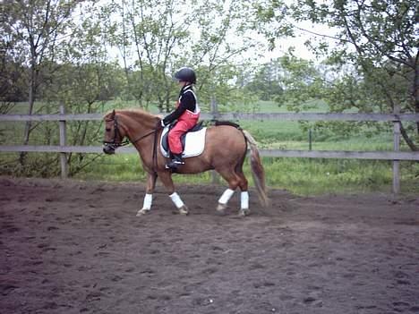 Anden særlig race otto - opvarmning til stævne ( i regnbukser) billede 10