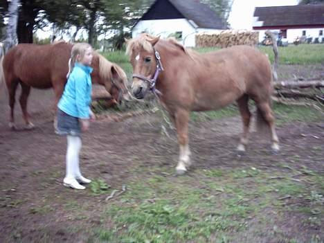 Anden særlig race otto - otto på fold  billede 11