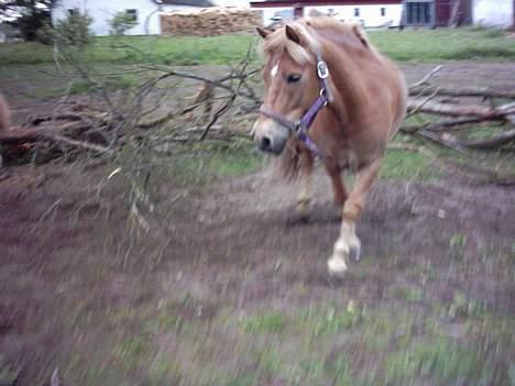 Anden særlig race otto - otto på fold billede 12