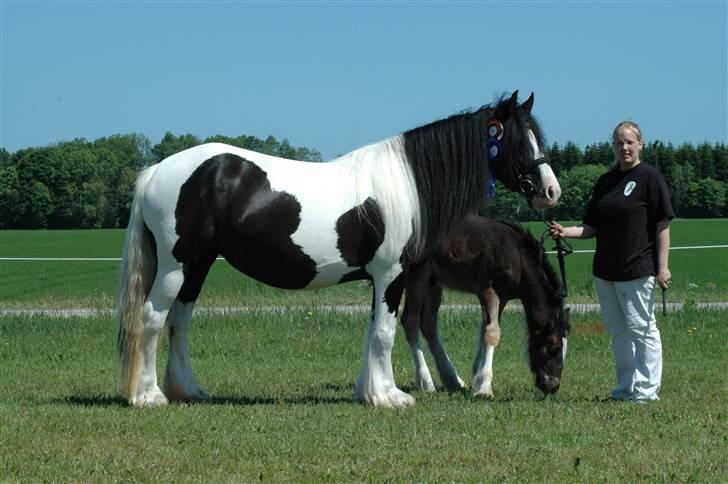 Tinker Ariel (Wild Irish) *solgt - Ariel på Gl. Estrup landbrugsmesse 2007. Fotograf: Jani P billede 1