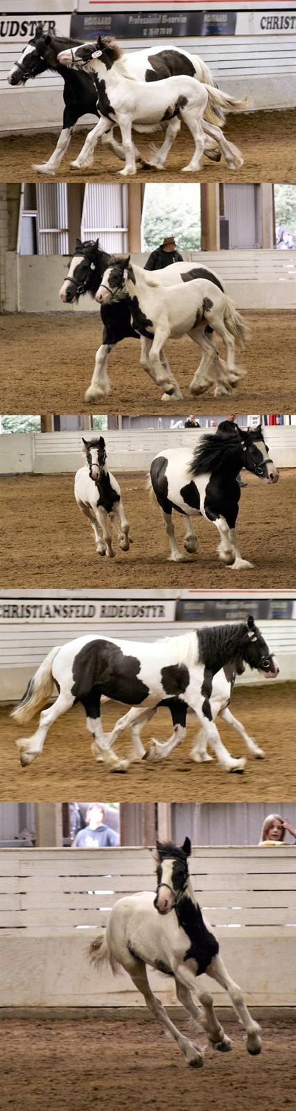 Tinker Ariel (Wild Irish) *solgt - Ariel og hendes føl Guinevere of Irish (Berta), født 2006 - her til kåring i DTF september 2006 billede 2