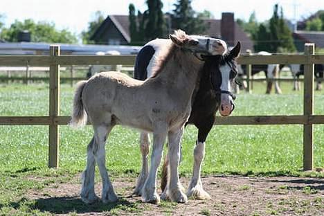 Tinker Ariel (Wild Irish) *solgt - Ariel med hendes føl fra 2005 First Eirú of Irish billede 3