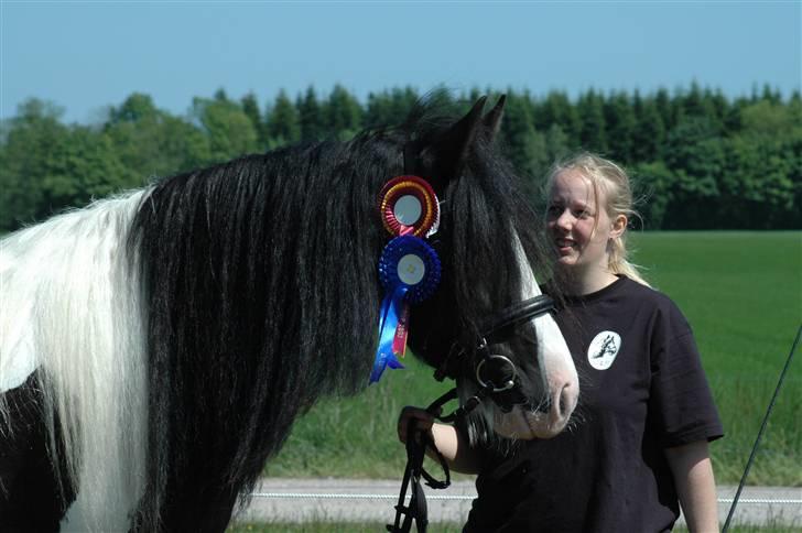 Tinker Ariel (Wild Irish) *solgt - Ariel på Gl. Estrup landbrugsmesse 2007. Fotograf: Jani P billede 4