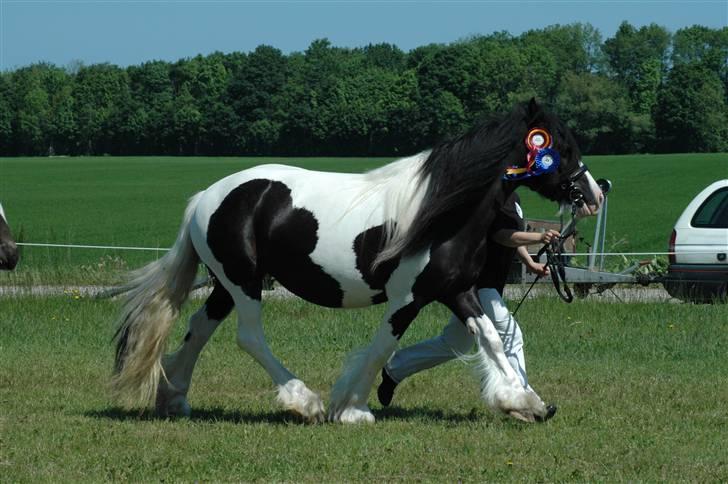 Tinker Ariel (Wild Irish) *solgt - Ariel på Gl. Estrup landbrugsmesse 2007. Fotograf: Jani P billede 5