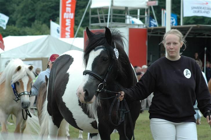 Tinker Ariel (Wild Irish) *solgt - Ariel på Gl. Estrup landbrugsmesse 2007. Fotograf: Jani P billede 6